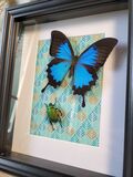 product images  of 