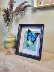 Product images  of 