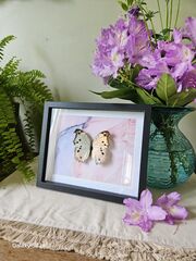 Product images  of 
