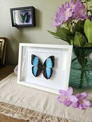 Product images  of 