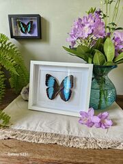 Product images  of 