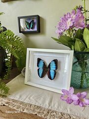 Product images  of 