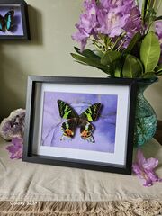 Product images  of 