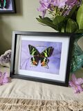 product images  of 