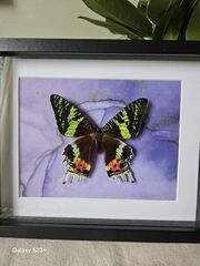 Product images  of 
