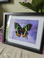 Product images  of 