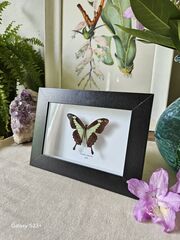 Product images  of 