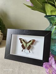 Product images  of 