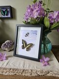 product images  of 