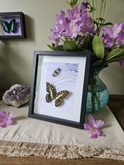 Product images  of 