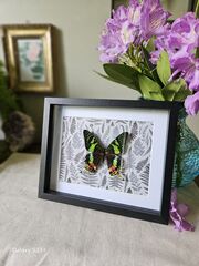Product images  of 