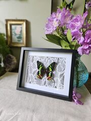 Product images  of 