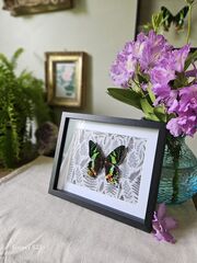 Product images  of 