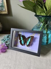 Product images  of 