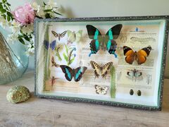 Product images  of 