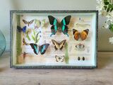 product images  of 