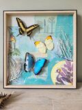 product images  of 