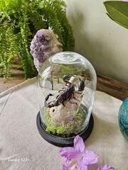 Product images  of 