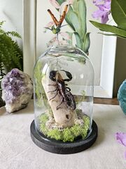 Product images  of 
