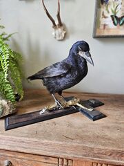 Product images  of 