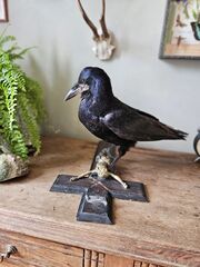 Product images  of 