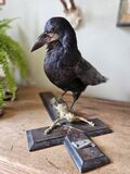 product images  of 