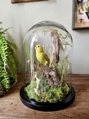Product images  of 