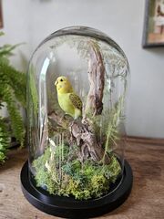 Product images  of 