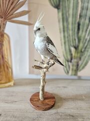 Product images  of 