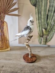 Product images  of 