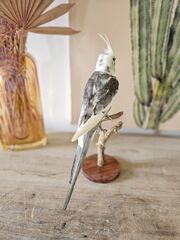 Product images  of 