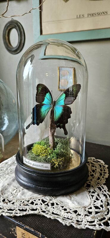 Globe en verre papilio peranthus - product image  