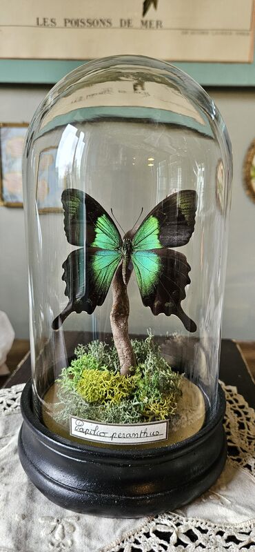 Globe en verre papilio peranthus - product image  