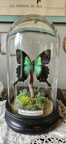 Globe,en,verre,papilio,peranthus,Laetitia Rousseau Taxidermie, taxidermie, cloche en verre, globe en verre, coléoptère, crâne, ostéologie, oiseau