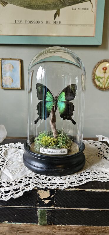 Globe en verre papilio peranthus - product image  