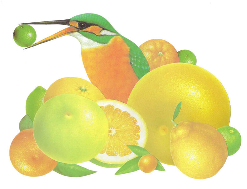 Citrus Bird, Original Collage - product images