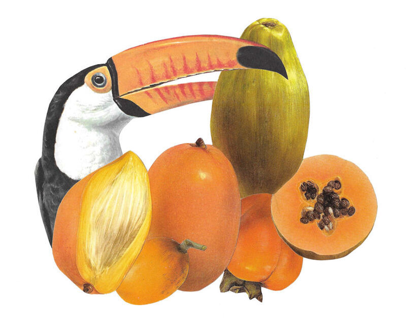 Original Collage Art - Toco Toucan Tropical Fruit Artwork - product images