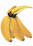 product images  of 