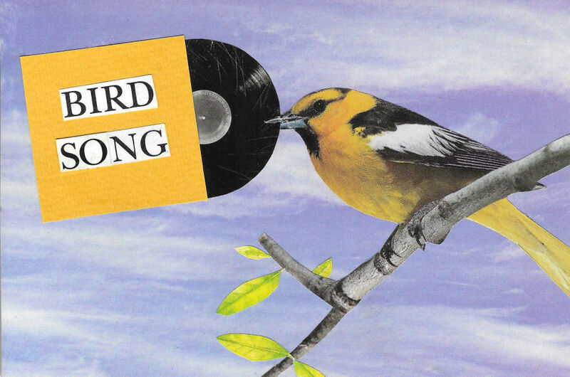 Original Collage Art - Song Bird Artwork - product images
