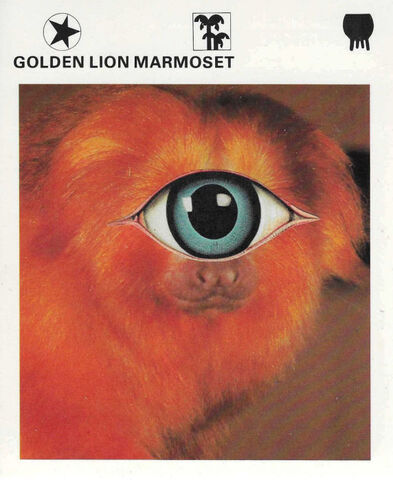 Original,Collage,Art,-,Marmoset,Cyclops,Artwork,original collage, golden lion marmoset cyclops paper collage, single eye monkey surreal artwork, unique funny primate gift, handmade collage art