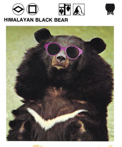 Original,Collage,Art,-,Cool,Bear,Artwork,original collage, black bear sunglasses paper collage, cool shades animal surreal artwork, unique funny nature gift, handmade collage art