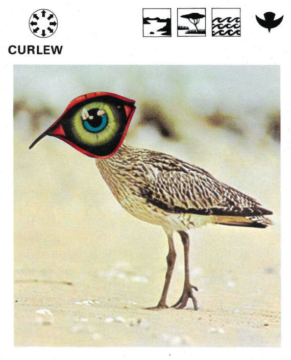 Original Collage Art - Curlew Watcher Artwork - product images