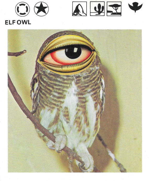 Original Collage Art - Hidden Owl Artwork - product images