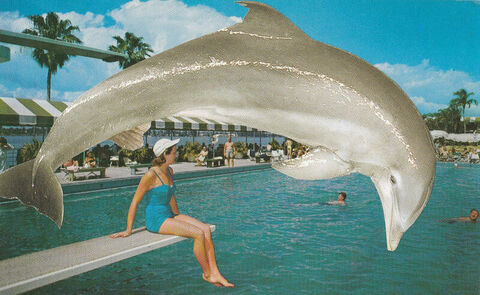 Original,Collage,Art,-,The,Splash,Zone,Artwork,original collage, woman diving board dolphin vintage postcard collage, splash zone funny marine surreal artwork, altered retro travel souvenir, unique vacation gift, handmade collage art