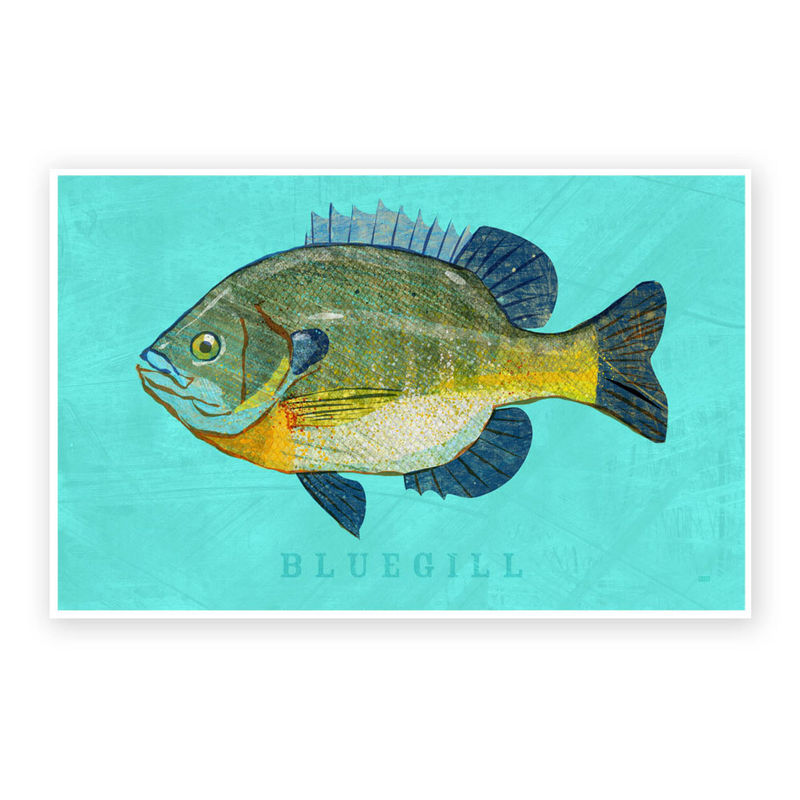 Bluegill Art Print Freshwater Fish Art 8" x 12" Fish Decor Beach House Decor Man Cave