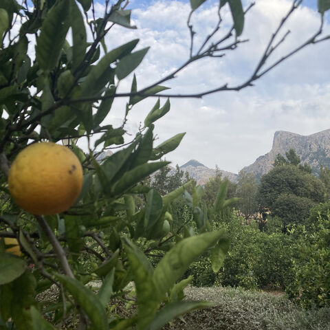 Beautiful Isle Necklace - Curial I - product images  of 