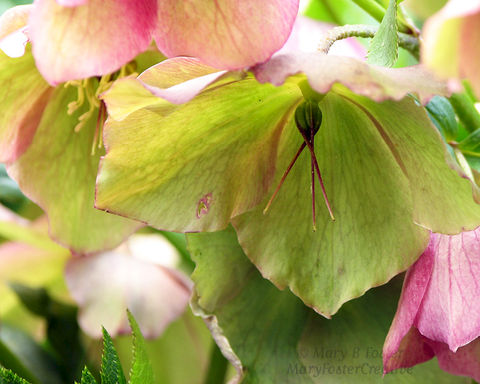 green blue purple flowers