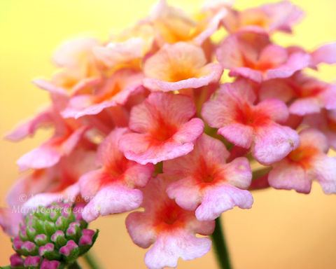 Abraham Darby Rose Petals Flower Photography Peach Pink Apricot Lantana Flower Photograph Bright Pink Yellow Orange Art