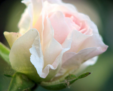 Flower Photography Purple Emperor Sedum Pastel Pink Blue Green Pale Pink Flower Photography Morden Blush Rose Art