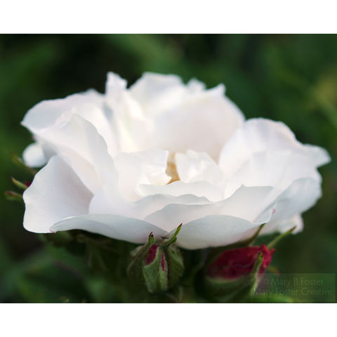 White Pink Flowers Collection Mary Foster Creative White Rose Photograph Rosa Rugosa Henry Hudson